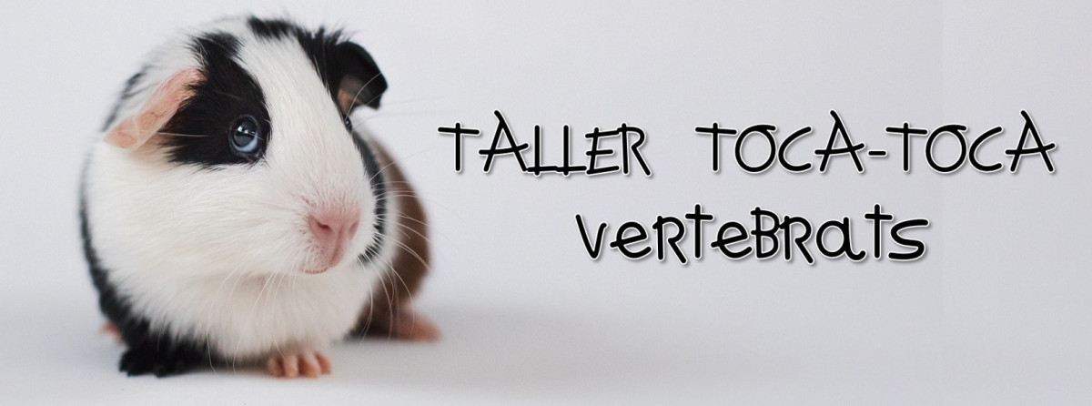 Toca-toca vertebrats